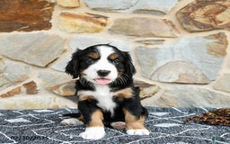 Miniature Bernese Mountain Dog dogs for sale: Aspen - Image 1