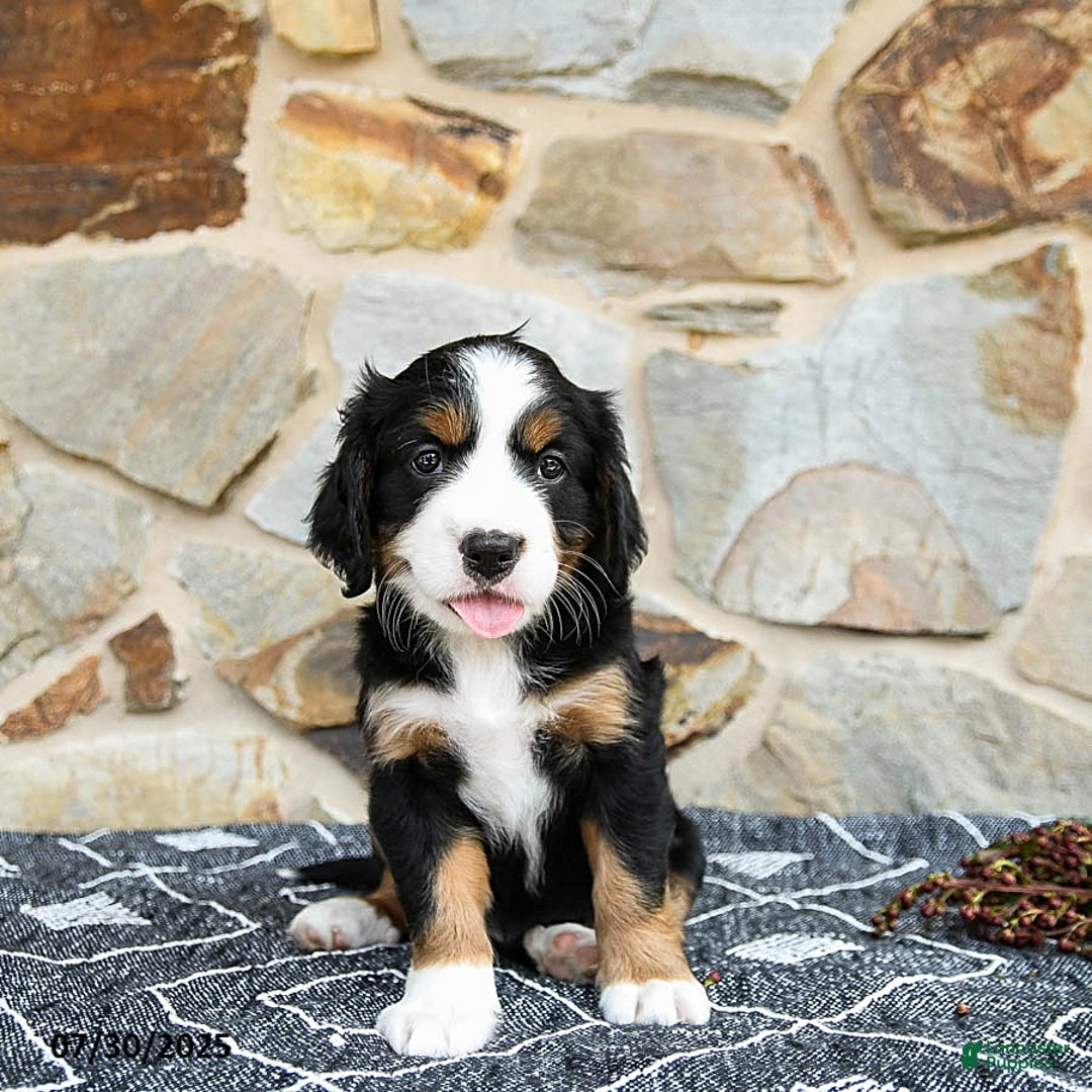 Miniature Bernese Mountain Dog dogs for sale: Aspen - Image 1