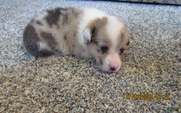 American Corgi dogs for sale: Belle - Image 3