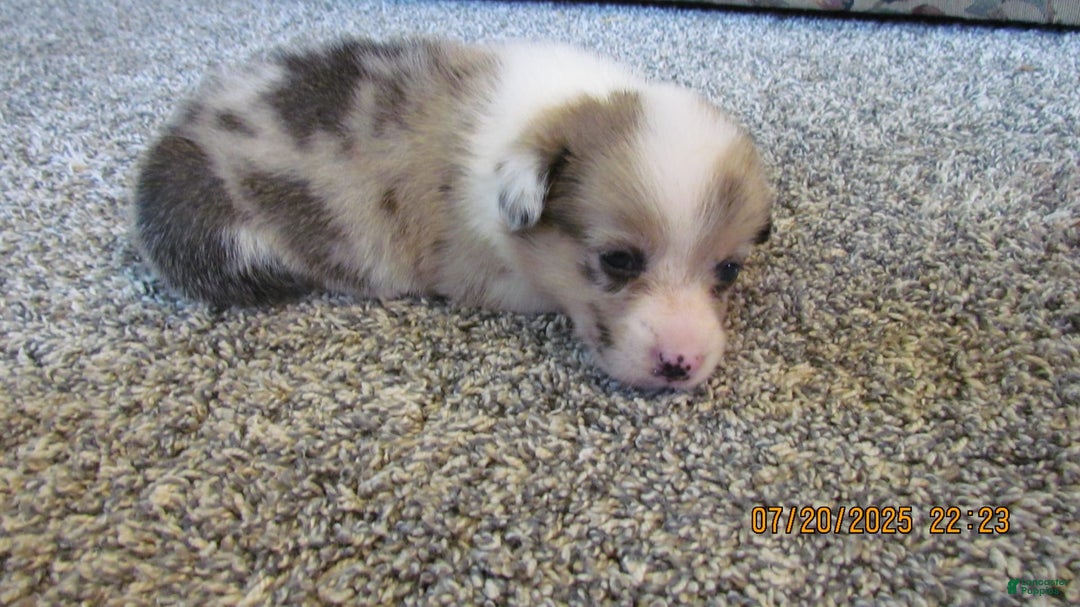 American Corgi dogs for sale: Belle - Image 3
