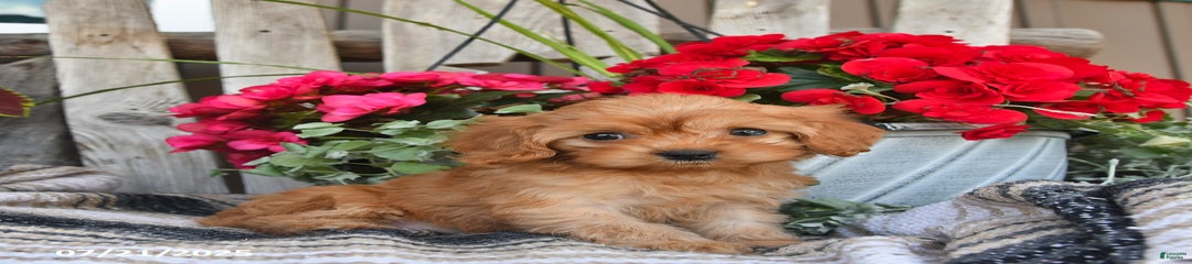 Dixie