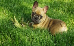French Bulldog dogs for sale: Buddy - Image 2