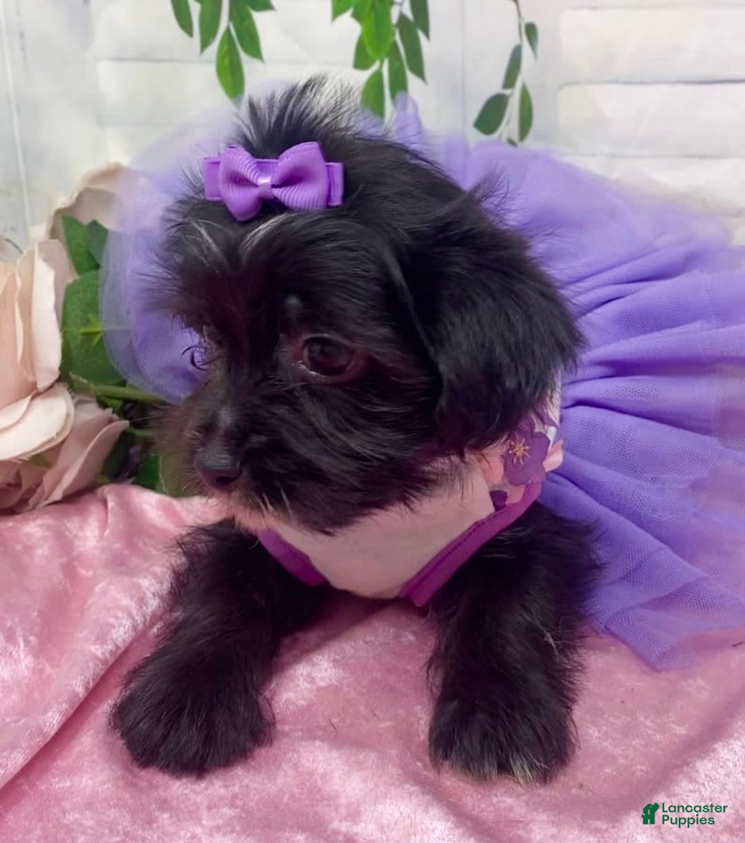 Shorkie dogs for sale: Little Prada - Image 4