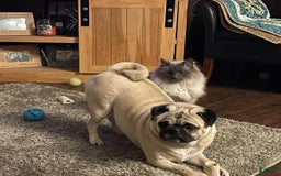 Pug dogs for sale: Becky - Image 5