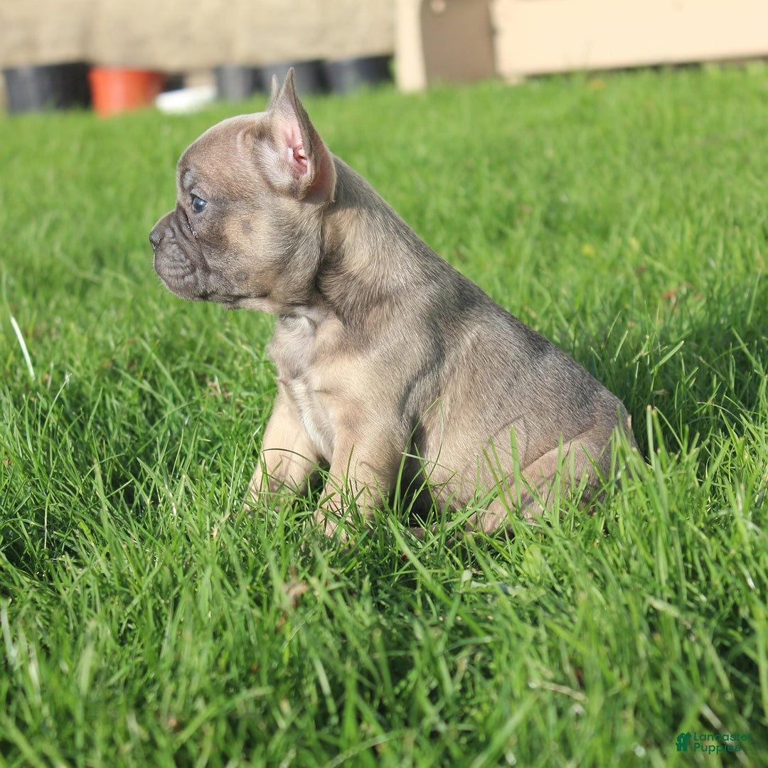 French Bulldog dogs for sale: French Bulldog 3 puppies - Image 45
