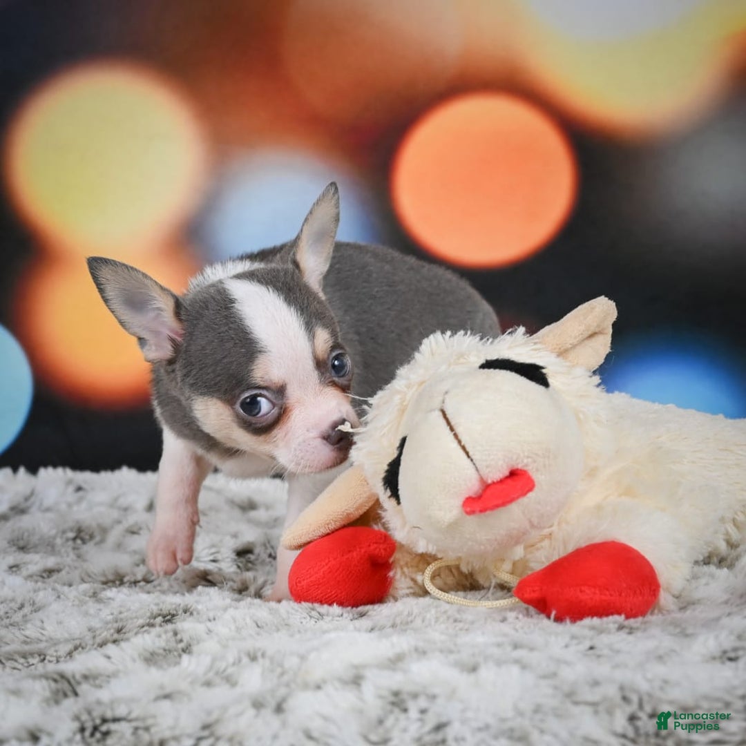 Chihuahua dogs for sale: Bo - Image 7
