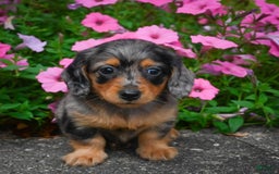 Miniature Dachshund dogs for sale: Shadow - Image 8