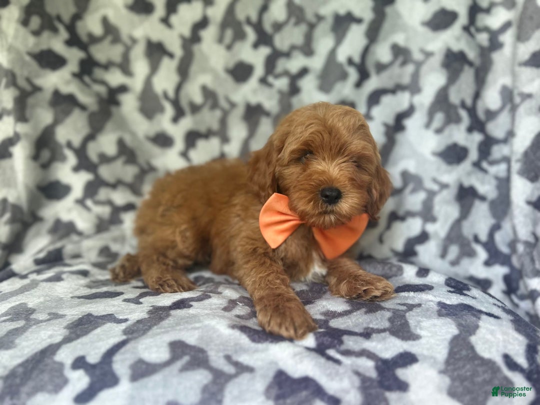 Cockapoo dogs for sale: Niko - Image 7