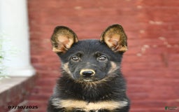 German Shepherd dogs for sale: Melody - Image 5