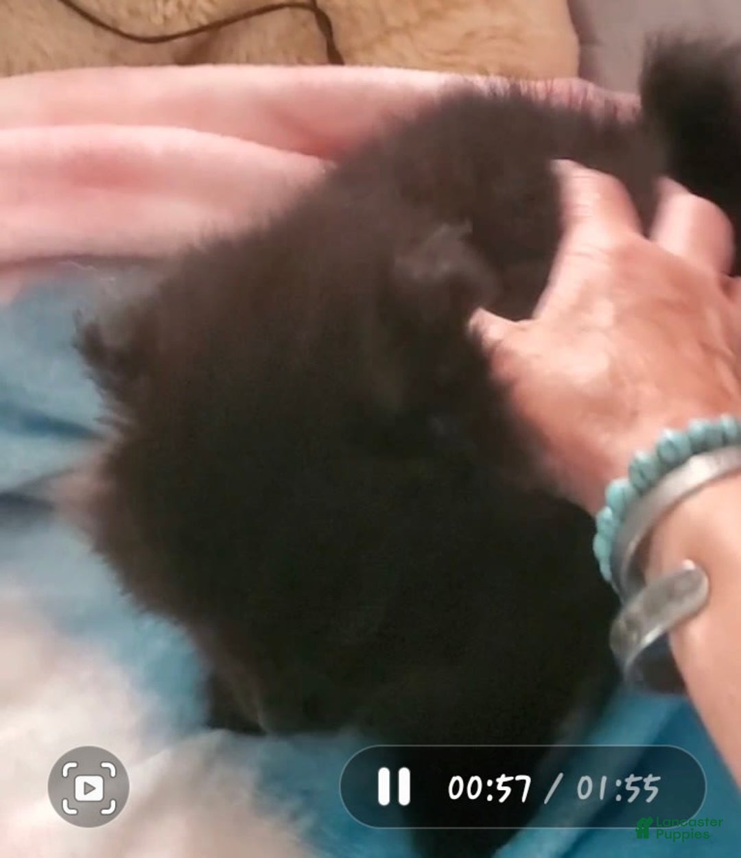 Pomeranian dogs for sale: Butterball - Image 17