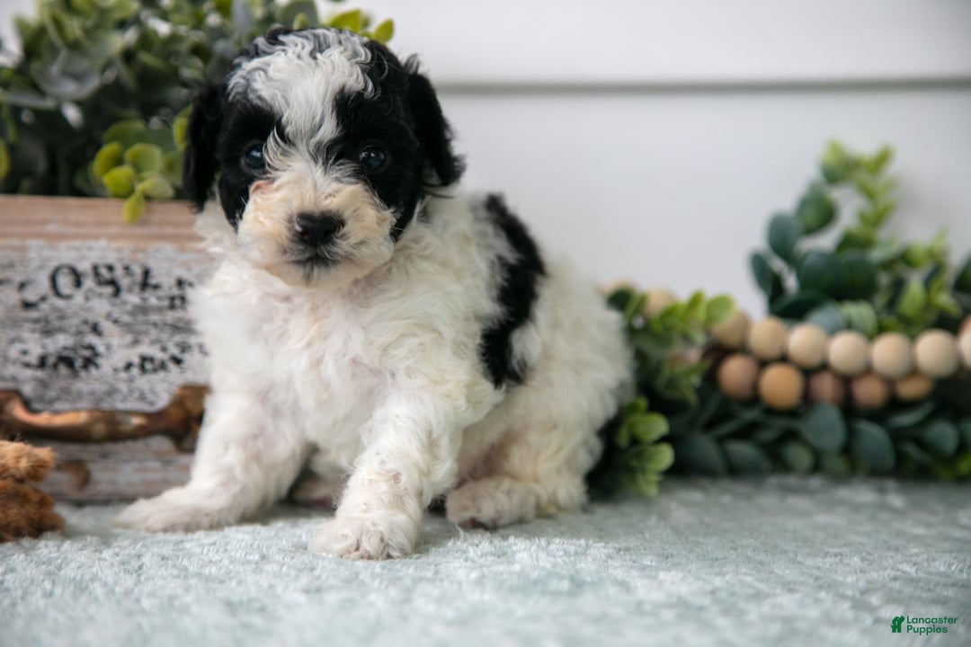 Miniature Poodle dogs for sale: Milo - Image 3