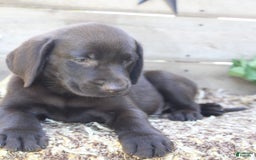 Labrador Retriever dogs for sale: Buckshot - Image 5