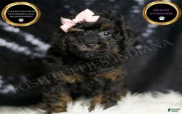 Miniature Poodle dogs for sale: Trinity - Image 1