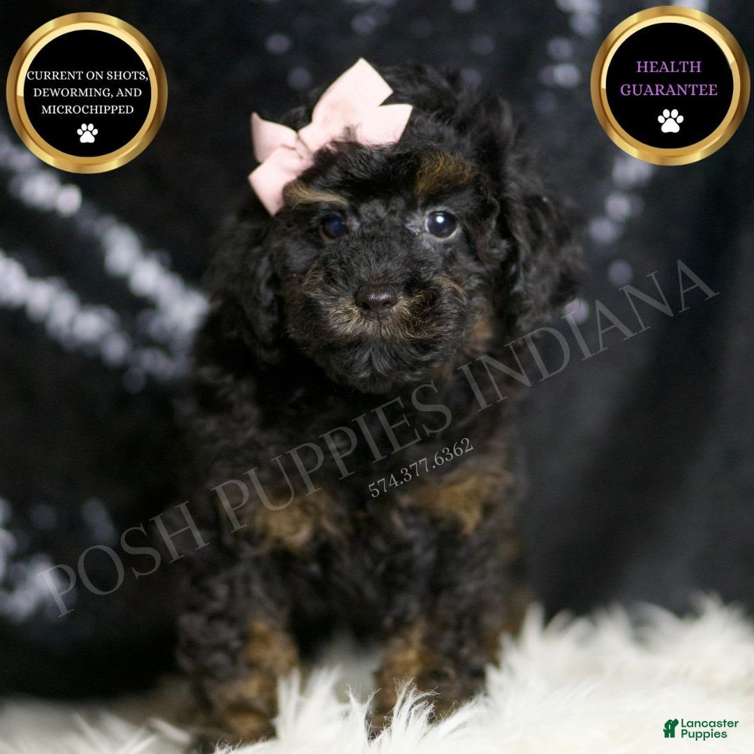 Miniature Poodle dogs for sale: Trinity - Image 1