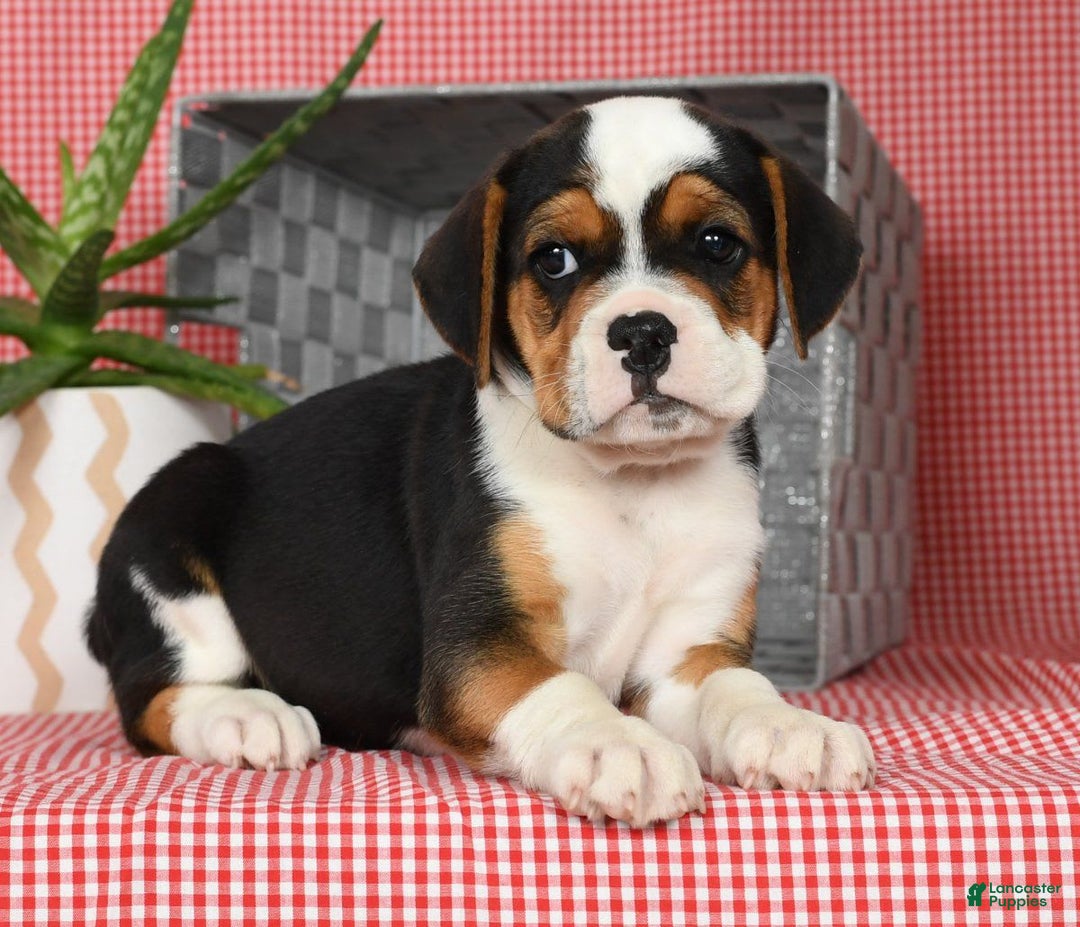 Beabull dogs for sale: Winnie - Image 4