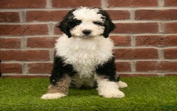 Mini Bernedoodle dogs for sale: Brooklyn - Image 17