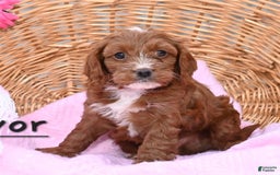 Cavapoo dogs for sale: Travis - Image 2
