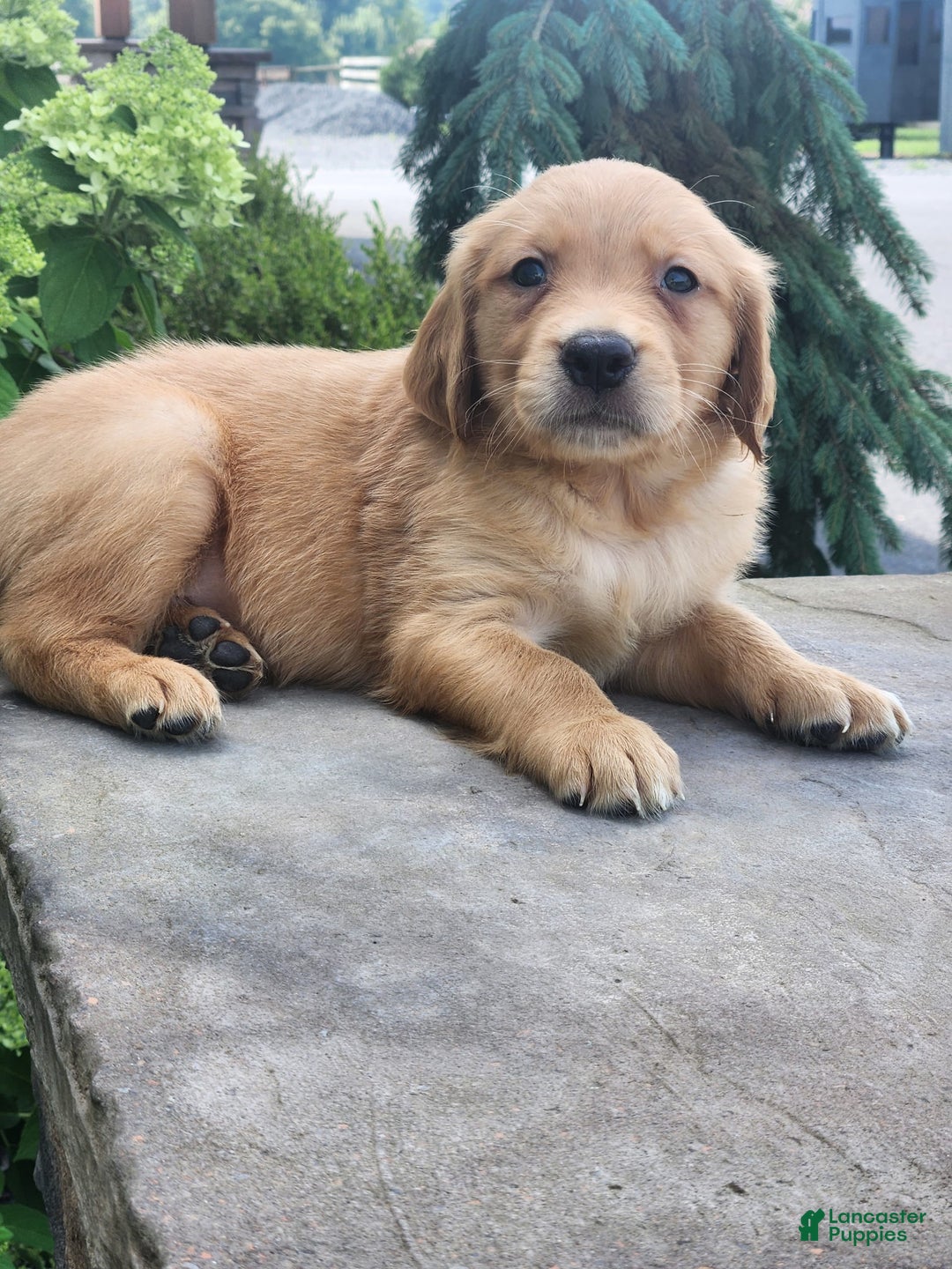 Golden Retriever dogs for sale: Doug - Image 2