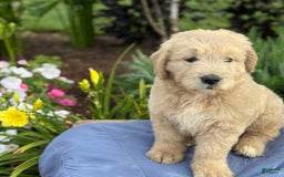 Goldendoodle dogs for sale: Jasmine - Image 11