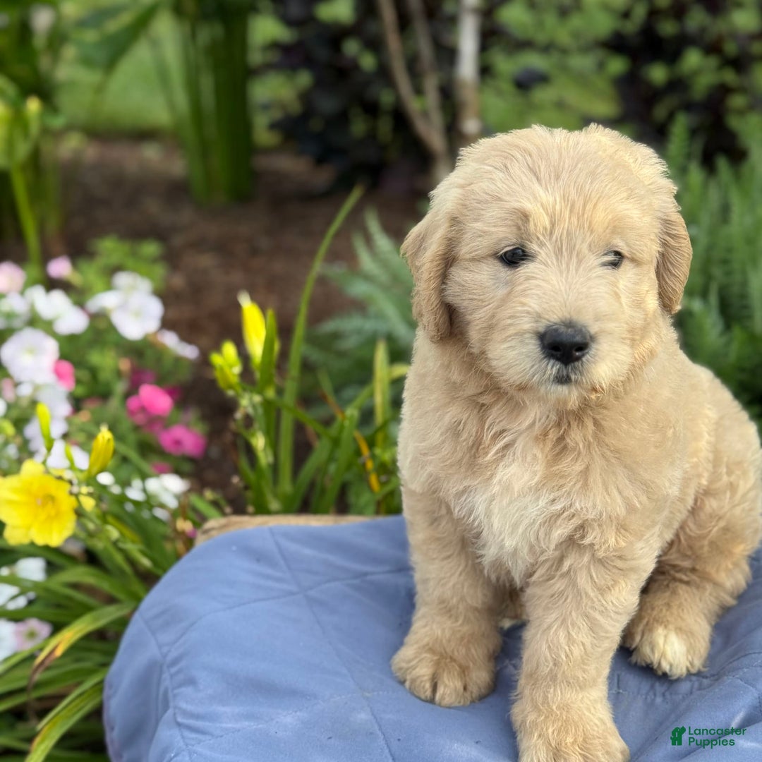 Goldendoodle dogs for sale: Jasmine - Image 11