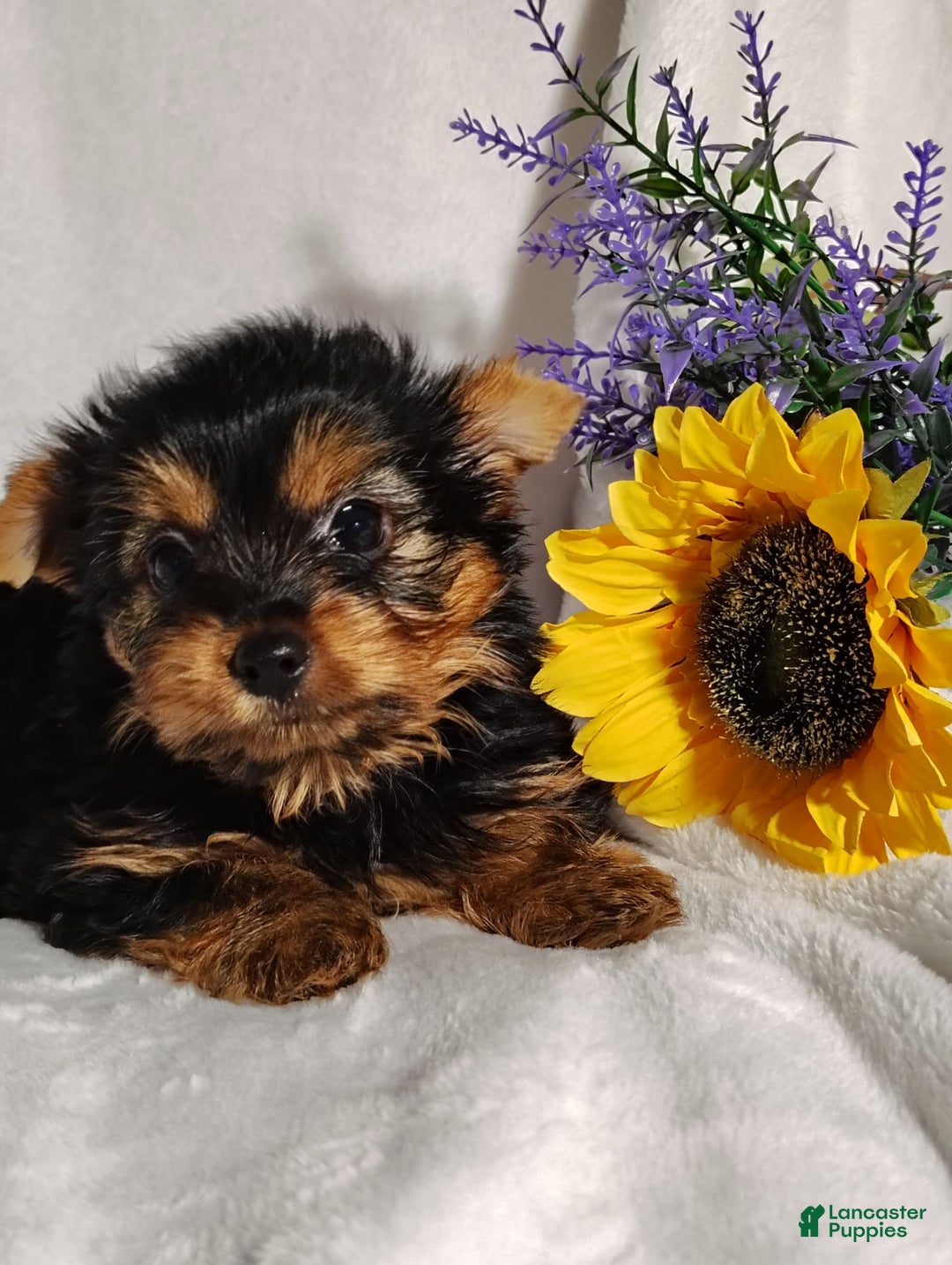 Yorkshire Terrier dogs for sale: Shep - Image 1