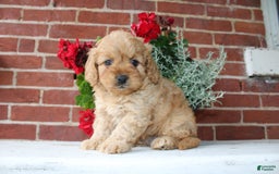 Cavapoo dogs for sale: Alex - Image 4