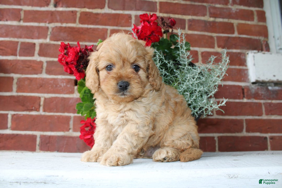 Cavapoo dogs for sale: Alex - Image 4