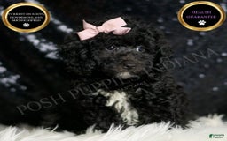 Miniature Poodle dogs for sale: Raven - Image 2
