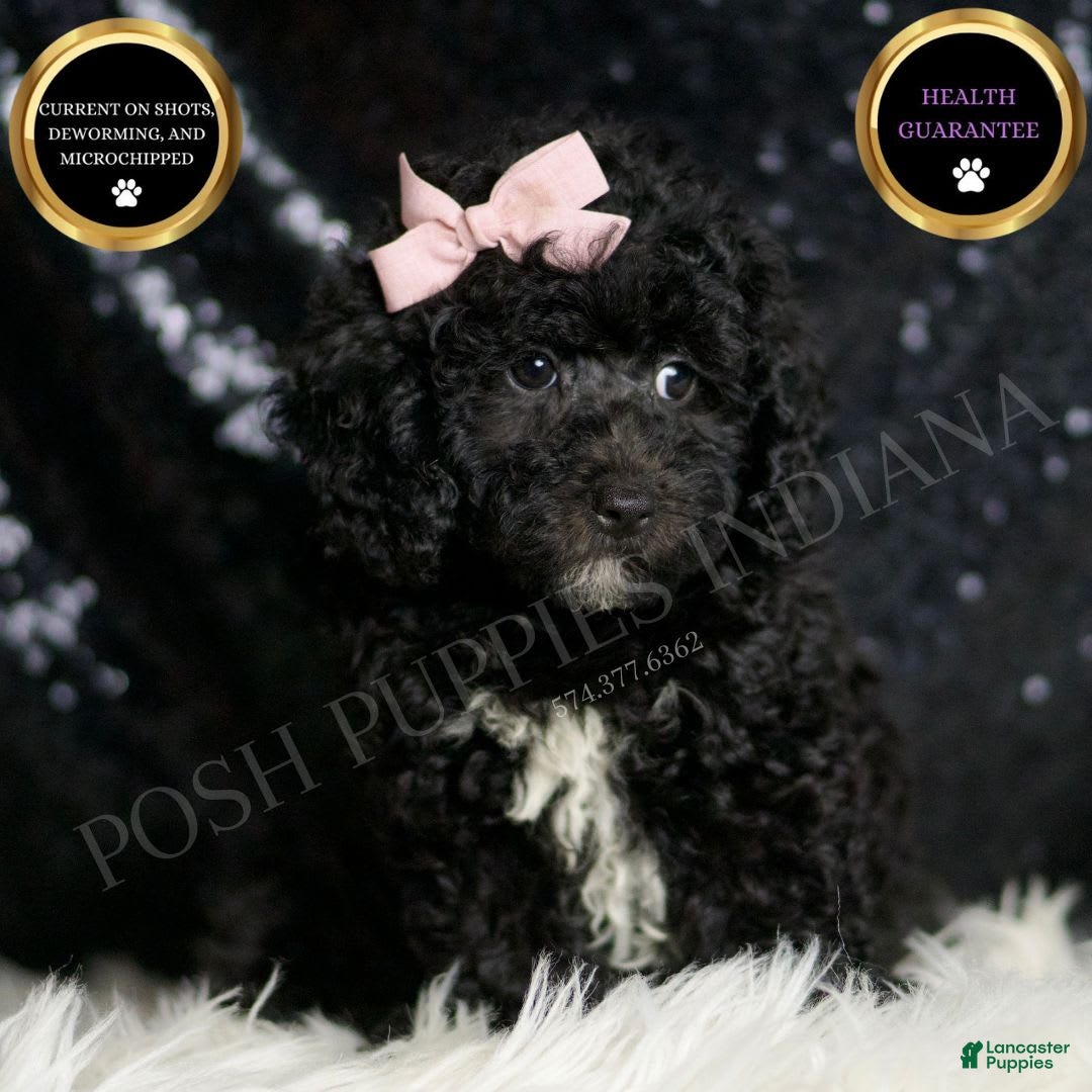 Miniature Poodle dogs for sale: Raven - Image 2