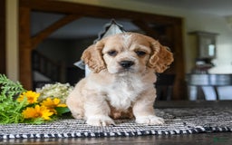 Cocker Spaniel dogs for sale: Archie - Image 5