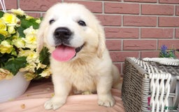 Golden Retriever dogs for sale: Golden Retriever 4 puppies - Image 1