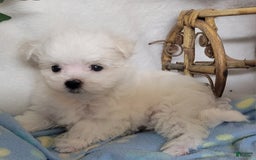 Maltese dogs for sale: Alex - Image 3