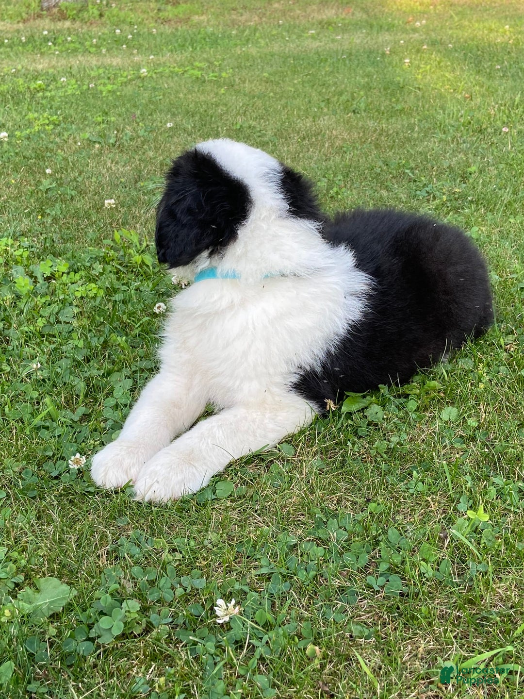 Australian Shepherd dogs for sale: Zena H3 - Image 7