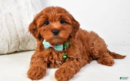 Cavapoo dogs for sale: Cavapoo 5 puppies - Image 4