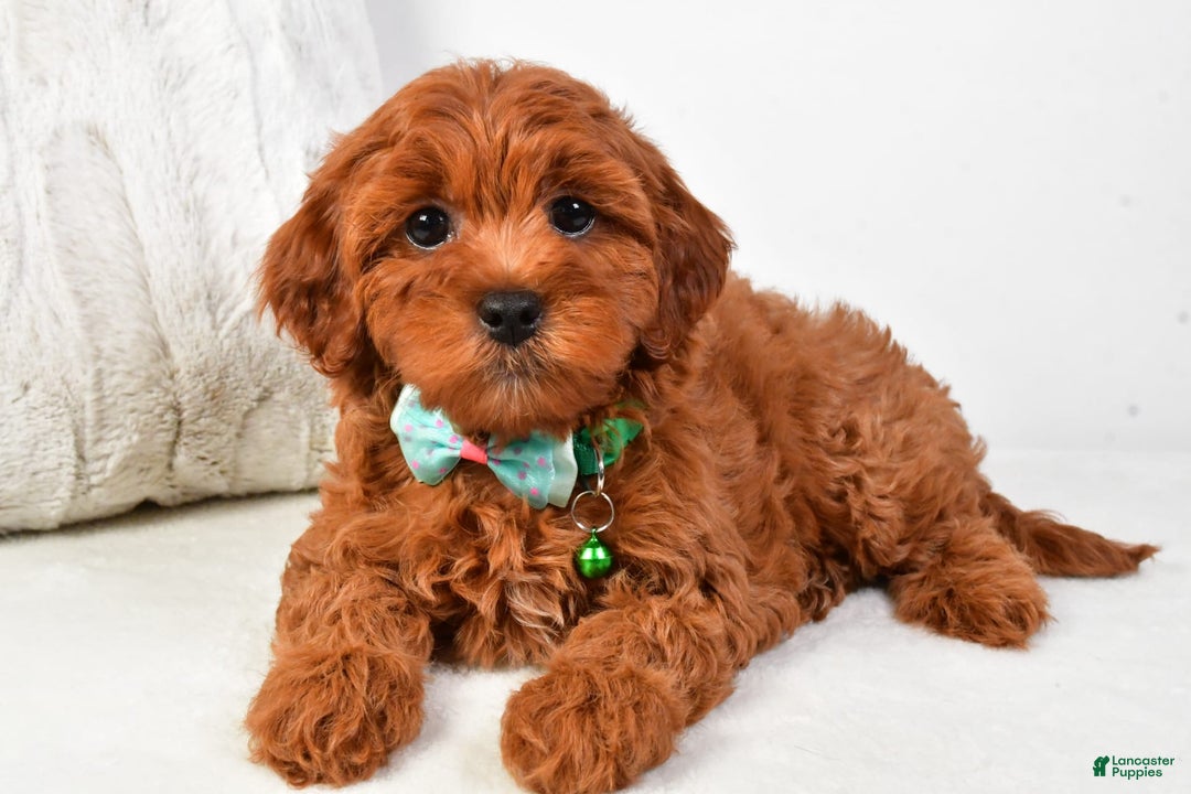 Cavapoo dogs for sale: Cavapoo 5 puppies - Image 4