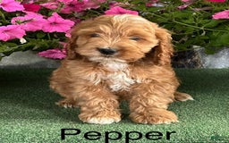 Cockapoo dogs for sale: Pepper - Image 3