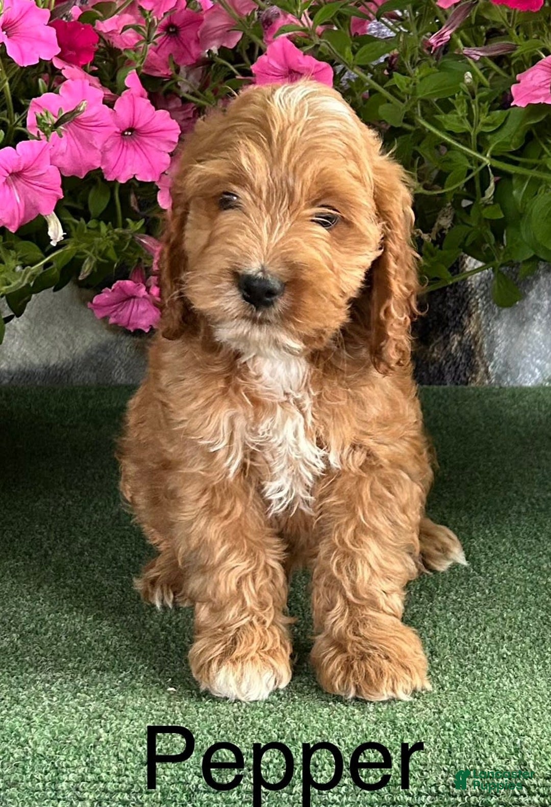 Cockapoo dogs for sale: Pepper - Image 3
