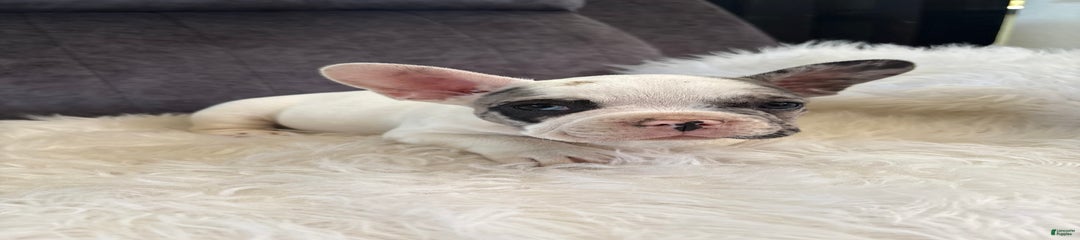 Luca