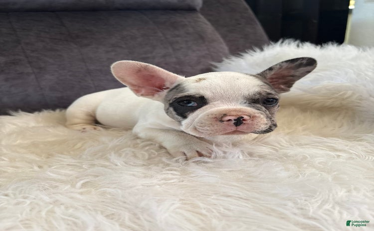French Bulldog dogs for sale - Ad 4