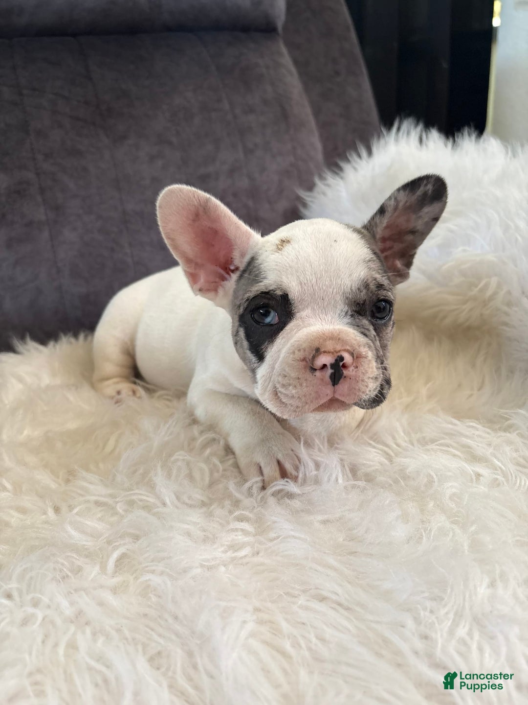 French Bulldog dogs for sale: Luca - Image 1