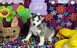 Siberian Husky dogs for sale: Jax - Image 4