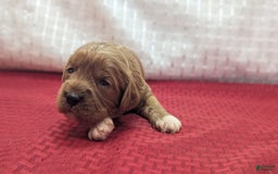 Cavapoo dogs for sale: Garrett - Image 14