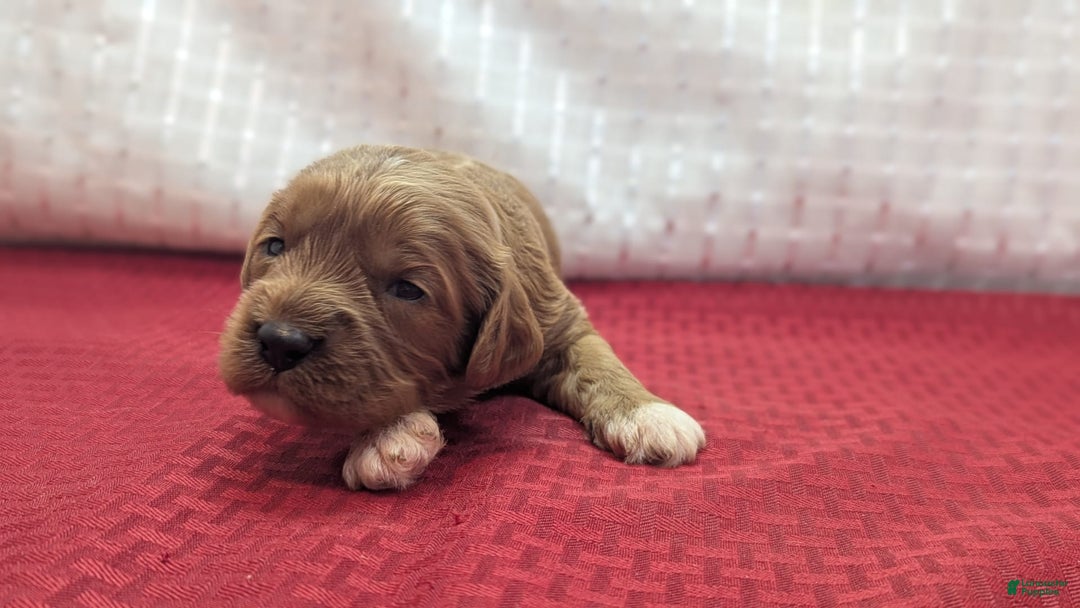 Cavapoo dogs for sale: Garrett - Image 14