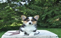 Welsh Corgi Pembroke dogs for sale: Tiffany - Image 2