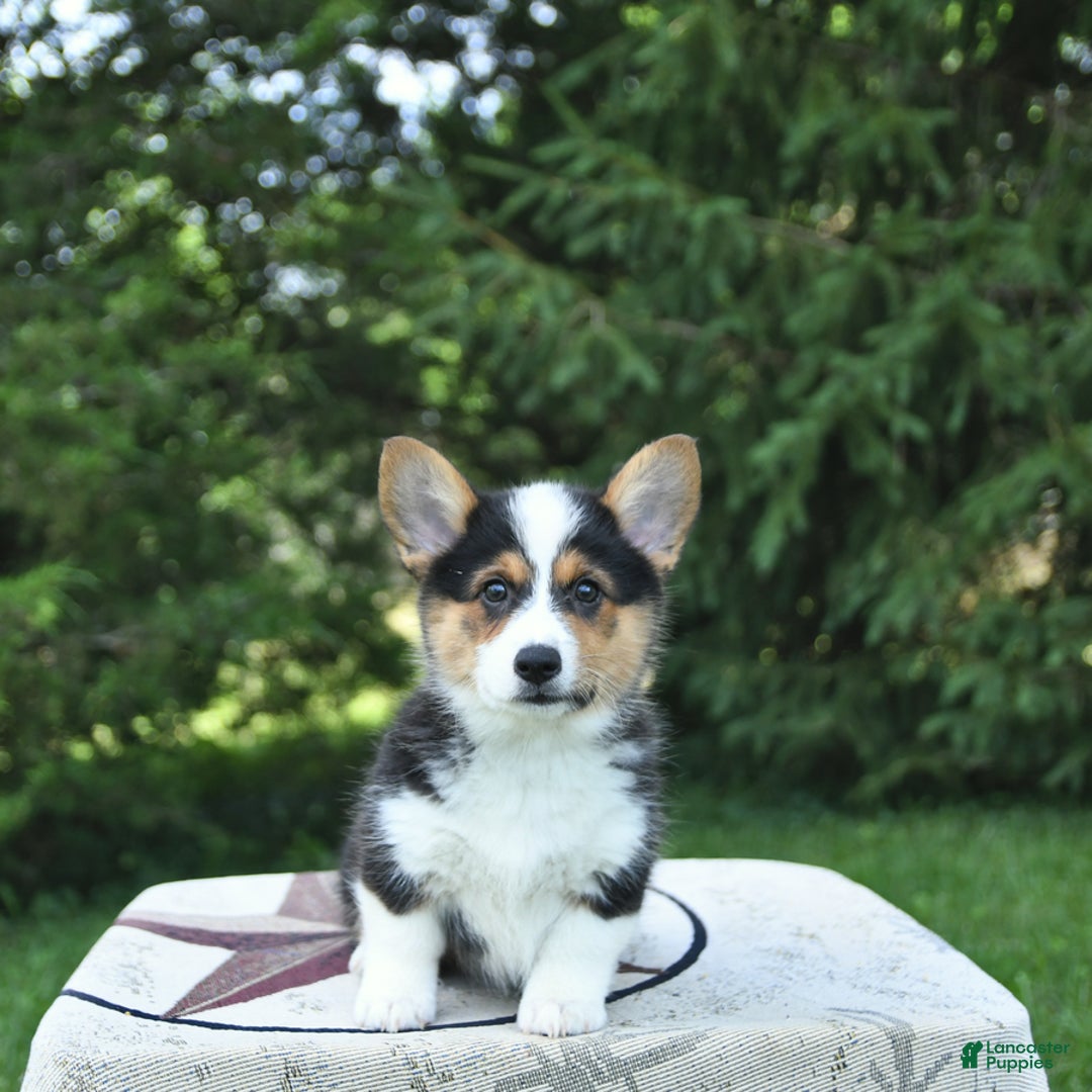 Welsh Corgi Pembroke dogs for sale: Tiffany - Image 2