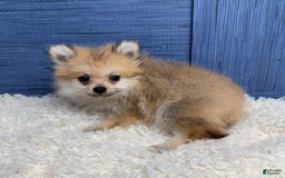 Pomeranian dogs for sale: Charlie - Image 3