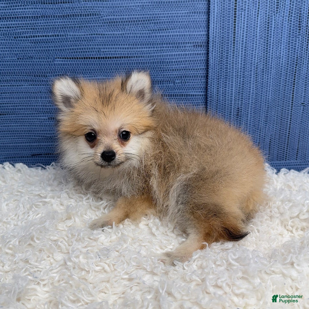 Pomeranian dogs for sale: Charlie - Image 3
