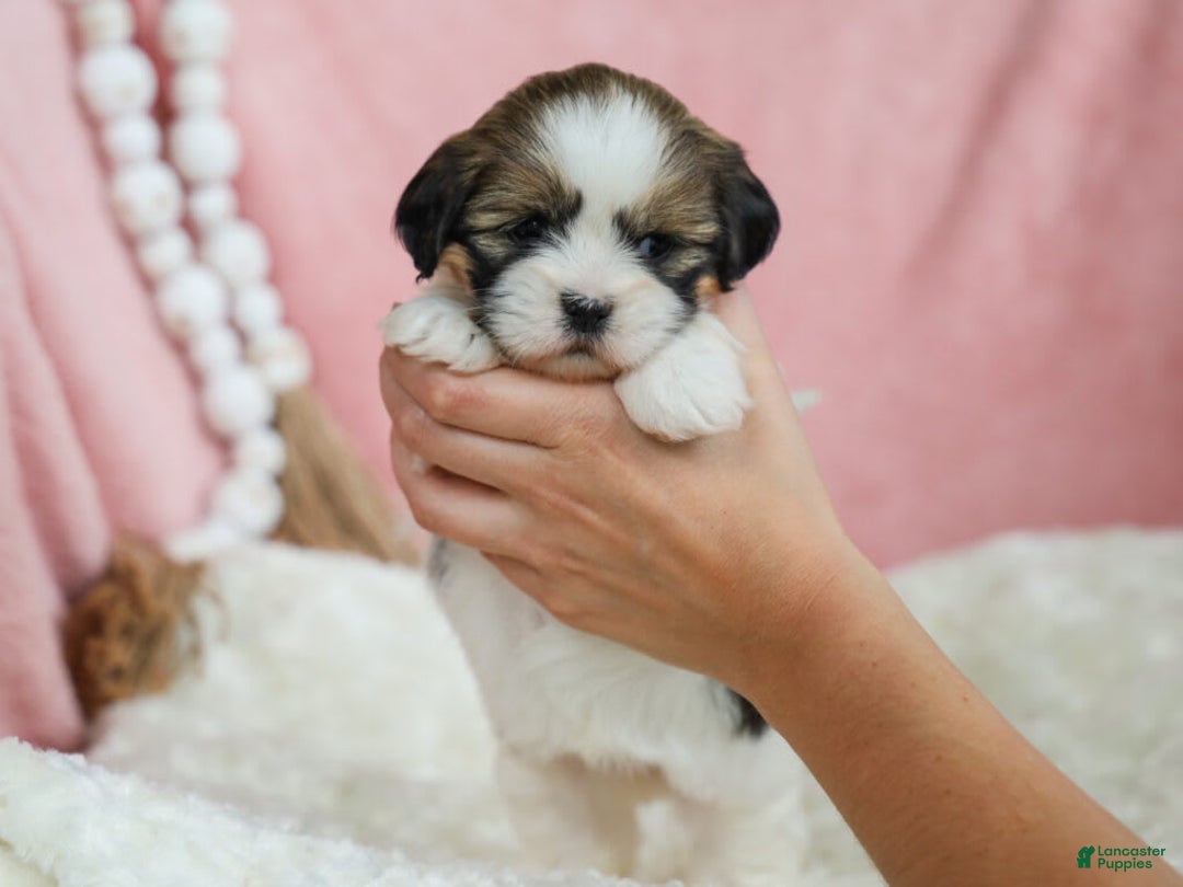 Lhasa Apso dogs for sale: Tracy - Image 3