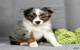 Miniature Australian Shepherd dogs for sale: Avery - Image 6