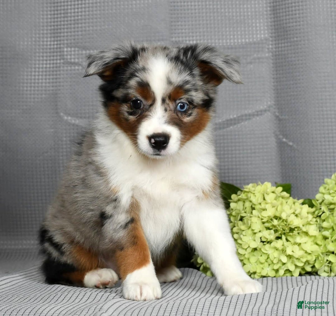 Miniature Australian Shepherd dogs for sale: Avery - Image 6